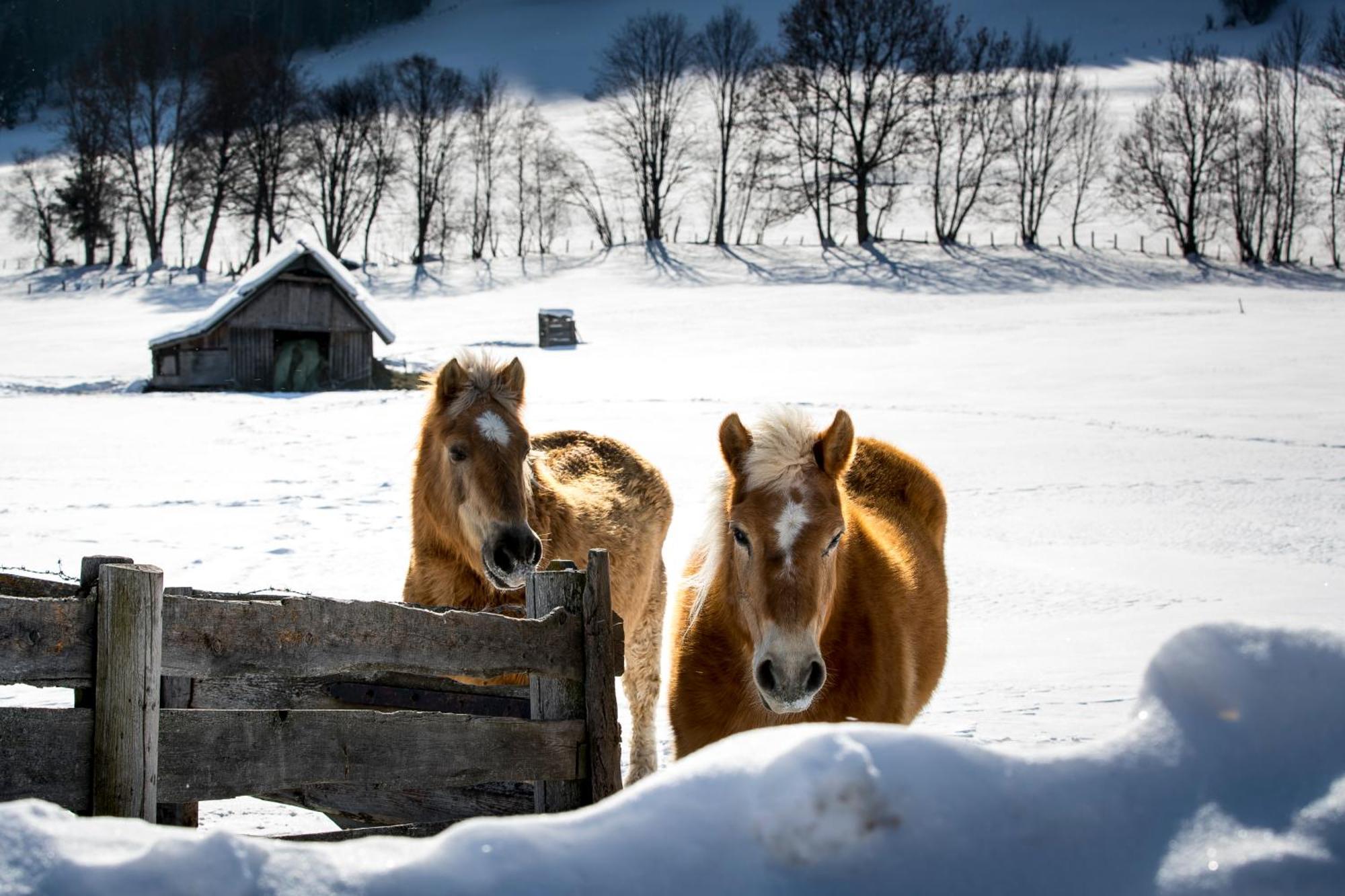 Naturpark Chalets Lambrecht By Alps Resorts Sankt Lambrecht Zewnętrze zdjęcie
